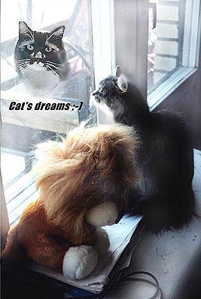 Cat's dreams